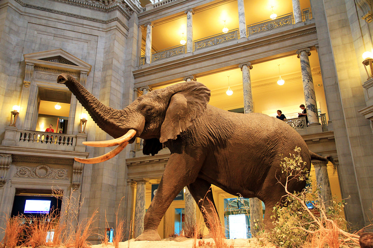 Smithsonian Museum of Natural History | Washington DC Sightseeing
